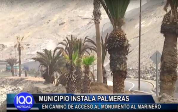 MUNICIPIO INSTALA PALMERAS EN CAMINO DE ACCESO AL MONUMENTO AL MARINERO
